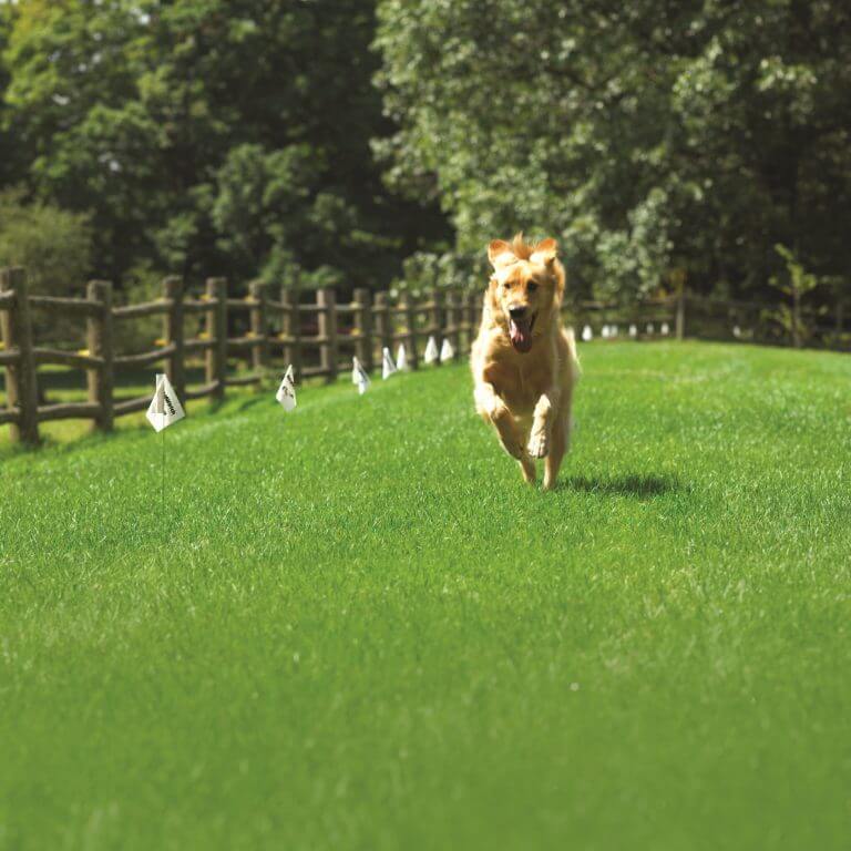 dog running freely within invisible fence boundary