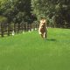Golden Retriever running along boundary marked with containment fences