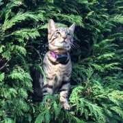 Tabby cat exploring safely in garden bushes wearing Cat Fence containment collar