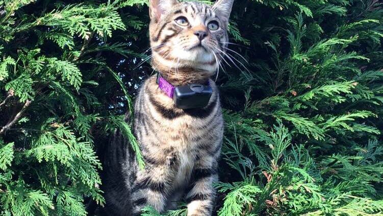 Tabby cat exploring safely in garden bushes wearing Cat Fence containment collar