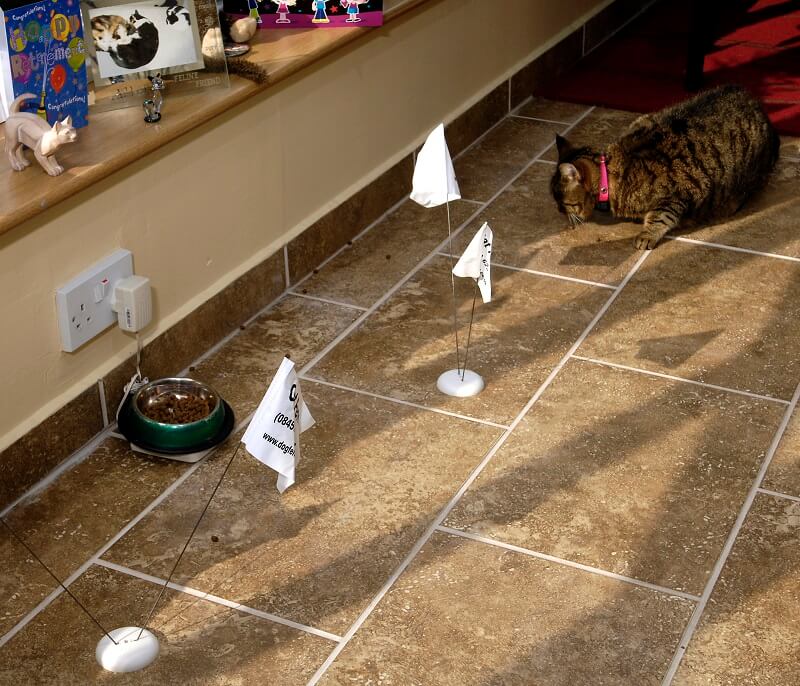 Cat in training with invisible fence flags during indoor containment practice