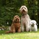 three poodle cross breeds wearing electric dog fences collars