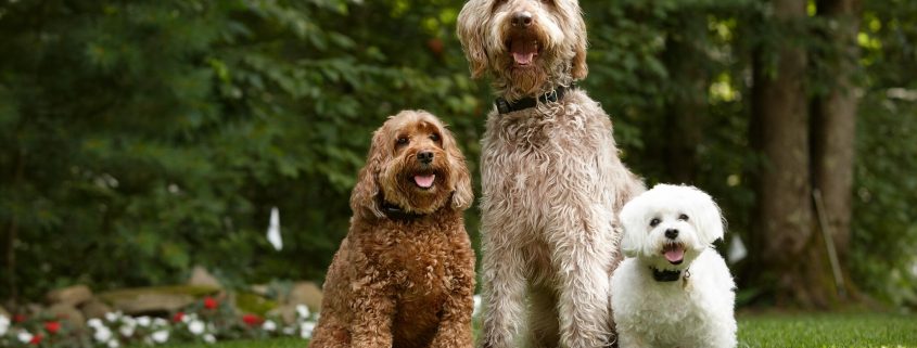three poodle cross breeds wearing electric dog fences collars