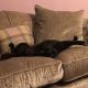 Black cat laying on sofa wearing cat fence collar
