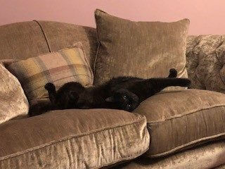 Black cat laying on sofa wearing cat fence collar