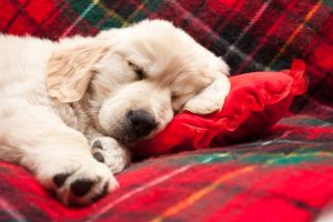 a dog is for life - retriever puppy sleeping