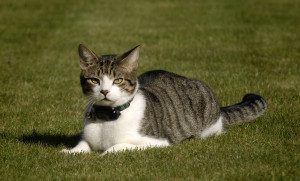 Cat wearing an cat fence computer collar