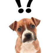 dog fence ideas - dog with question mark
