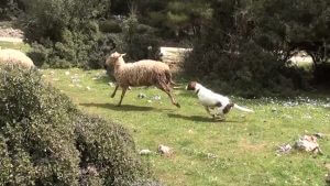 dog chasing sheep