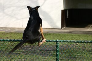 chain link dog fencing being climbed by dog