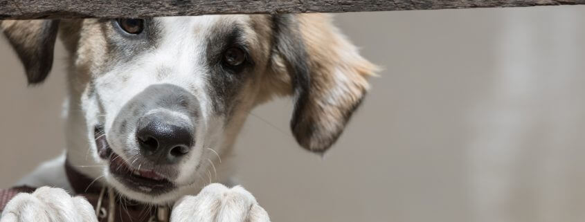 fencing for dogs