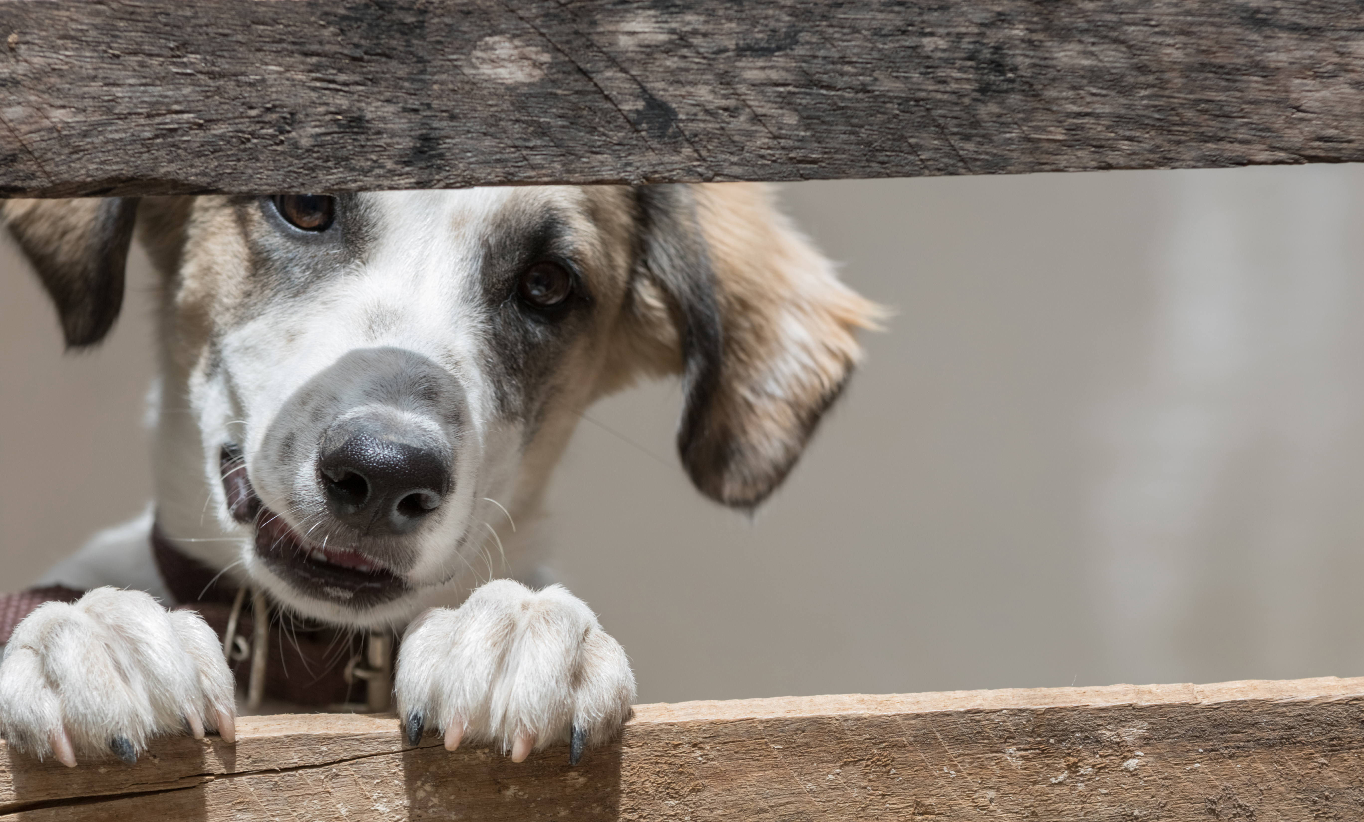 how to extend fence height to keep dog