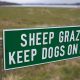 sheep grazing keep dogs on lead to stop dog sheep chasing sign