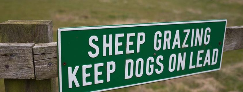 sheep grazing keep dogs on lead to stop dog sheep chasing sign