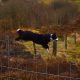 dog fencing idea gone wrong - Collie leaping over net fence in countryside