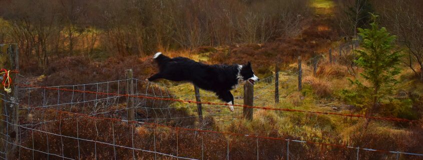 dog fencing idea gone wrong - Collie leaping over net fence in countryside