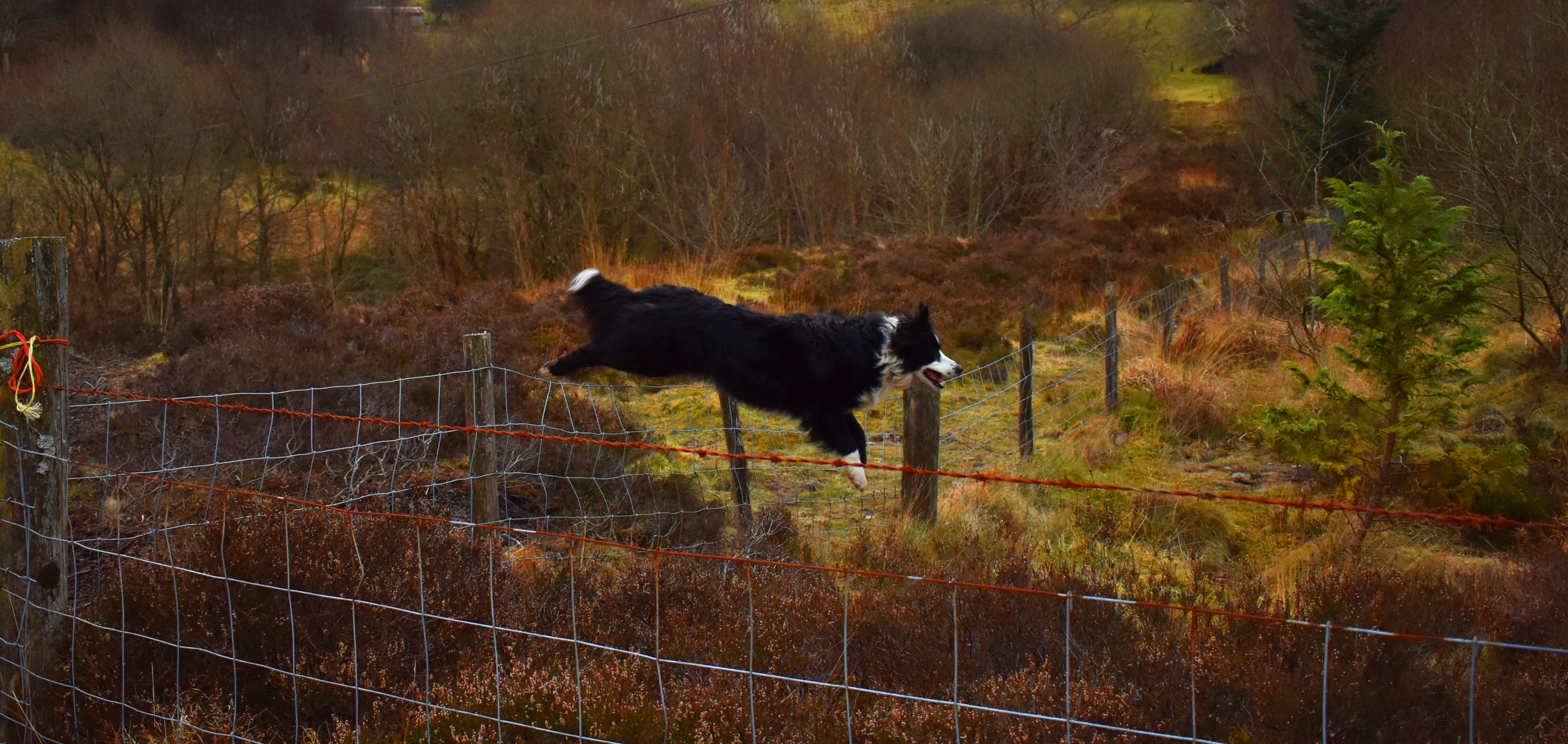 Keep a dog outlet from jumping fence