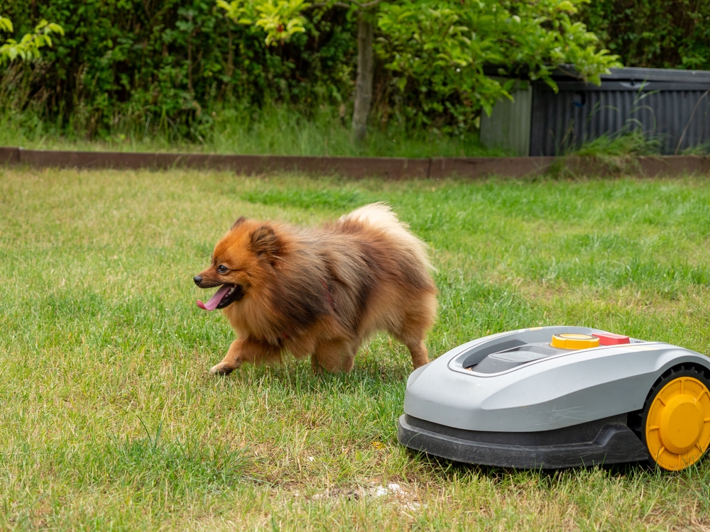 Dog in garden with robotic lawn mower and DogFence