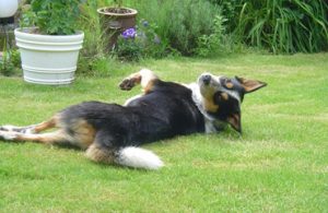 Dogs having freedom from a garden fence in the spring