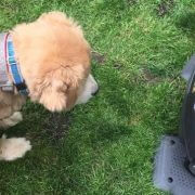 robotic lawn mower and dog robotic mower and dog fence with dog wearing dog collar