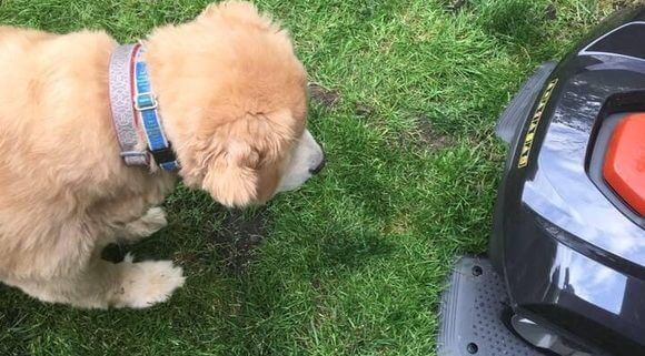 robotic mower and dog fence with dog wearing dog collar