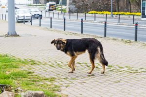 Dog Fence for escaping dogs