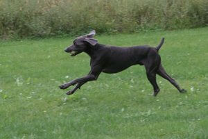 Invisible Dog Fence - Stop my dog from escaping