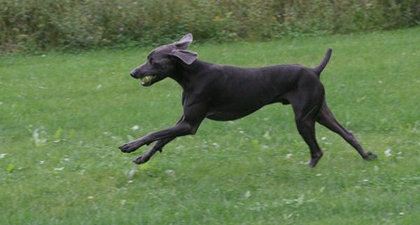 Invisible Dog Fence - Stop my dog from escaping