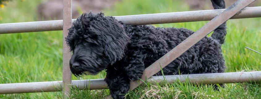 invisible dog fence to stop dog going through gate