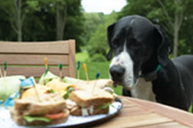 indoor dog fence stop Great Dane taking food off the table