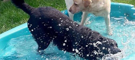 how do you keep a dog cool in a hot house