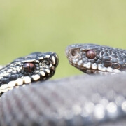 pet containment fence - stop adder bites for dogs who escape