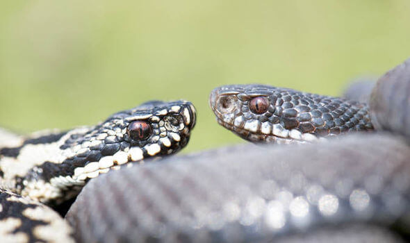 pet containment fence - stop adder bites for dogs who escape