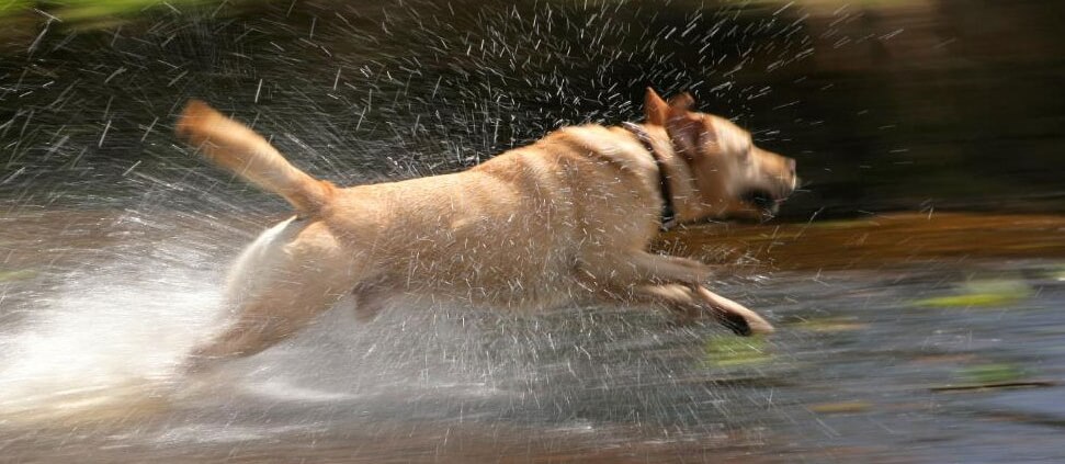 100m Dog & Cat Fence Containment System - Underground Invisible Dog Fence