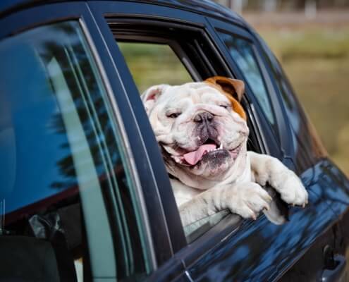 Risk a fine up to £20,000 for leaving dogs in hot cars! DogFence