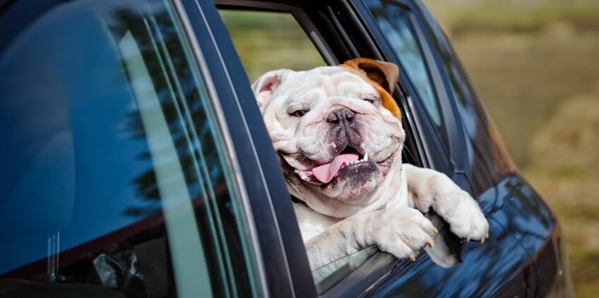 Invisible Fence - Dog Die In Hot Cars!