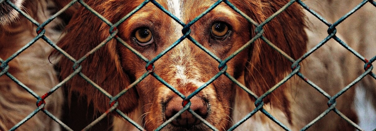 Indoor invisible outlet fence for dogs