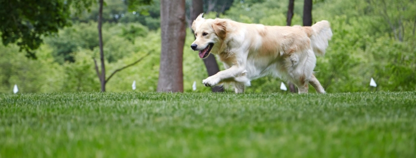Golden retriever trained to electric fence for dogs boundary in UK garden