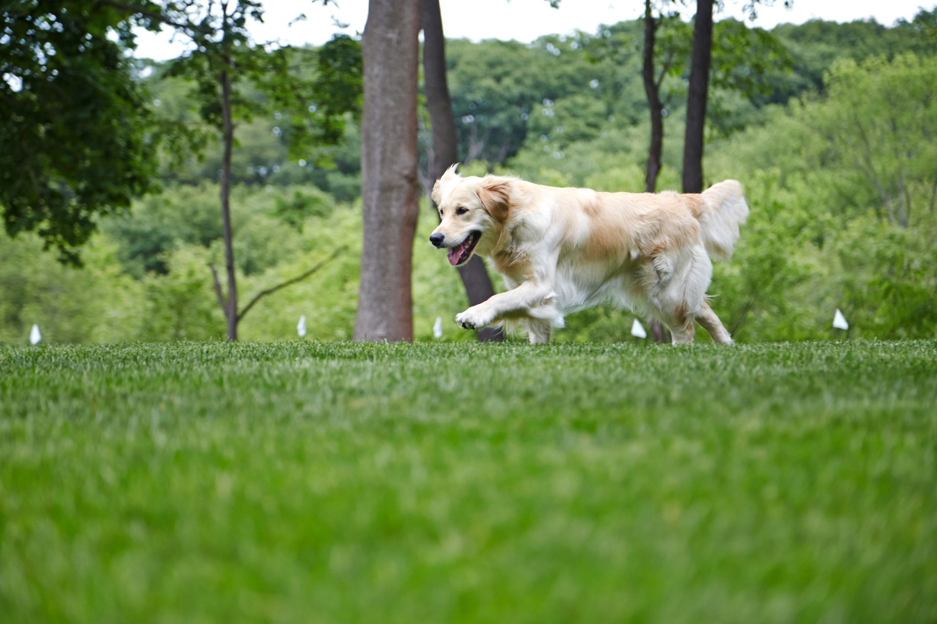 Golden retriever trained to electric fence for dogs boundary in UK garden