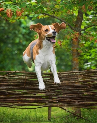 Can A Hidden Fence Work For A Hunting Dog? - DogWatch®