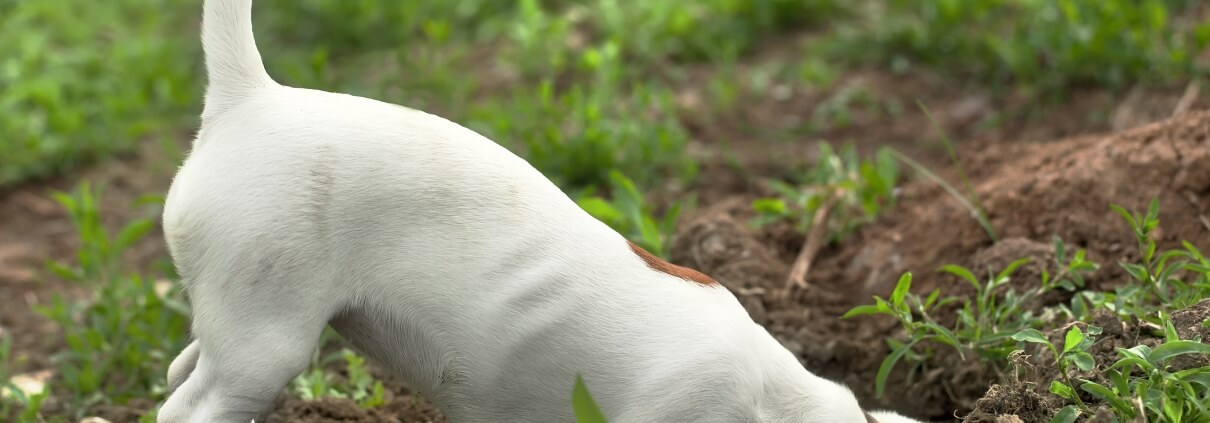 dog proof the garden to stop dog digging