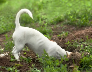 dog proof the garden to stop dog digging