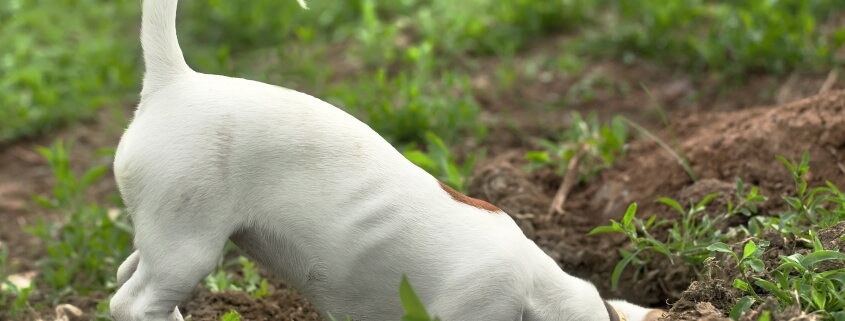 how do i stop my puppy digging up my plants