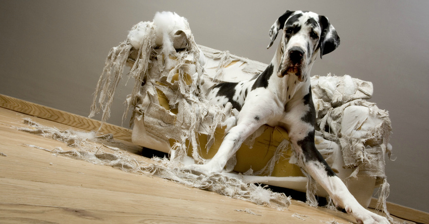 How to Stop Your Dog Chewing Furniture - DogFence