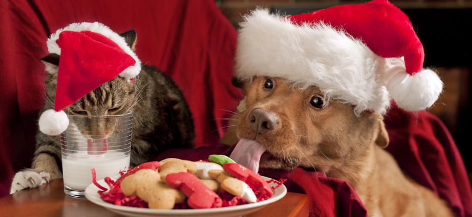 Dog and cat eating christmas foods they shouldn't. Keeping your pets safe at Christmas
