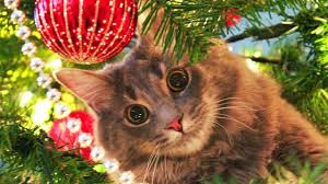 Cat in Christmas Tree, keeping your pet safe