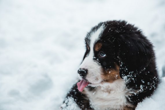 Puppy in the snow