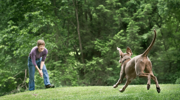 Dog running to owner