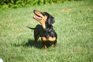 Dachshunds: The Tenacious Badger Hunters DogFence