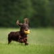 Dachshund with bread roll in his mouth